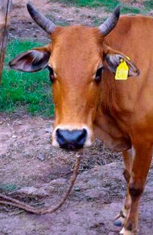 Milk animals 'unique ID code' | दुधाळ जनावरांना 'युनिक आयडी कोड'