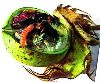 The breakwash interrupted the panchnema due to the smooth running | सलग सुट्यांमुळे बोंडअळीचे पंचनामे बाधित The breakwash interrupted the panchnema due to the smooth running | सलग सुट्यांमुळे बोंडअळीचे पंचनामे बाधित