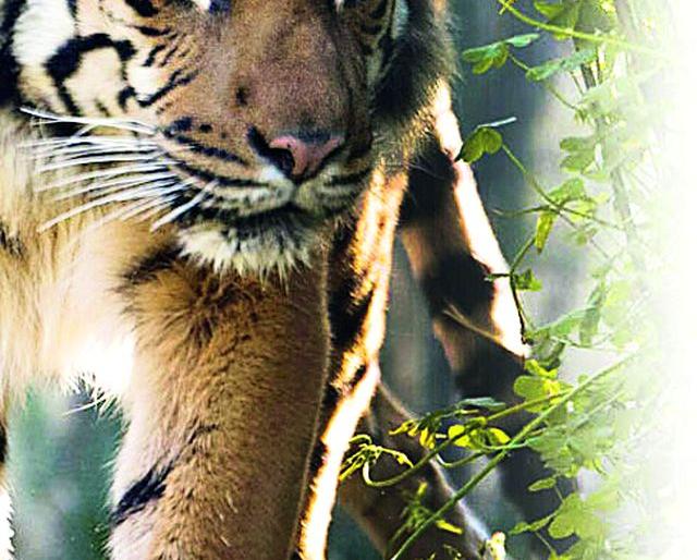 13 Threats of Tigers in Tahsin | १३ तालुक्यांत वाघाची दहशत 13 Threats of Tigers in Tahsin | १३ तालुक्यांत वाघाची दहशत