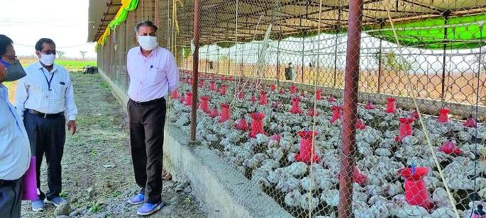 32 thousand hens will be destroyed today | 32 हजार कोंबड्या आज करणार नष्ट 32 thousand hens will be destroyed today | 32 हजार कोंबड्या आज करणार नष्ट