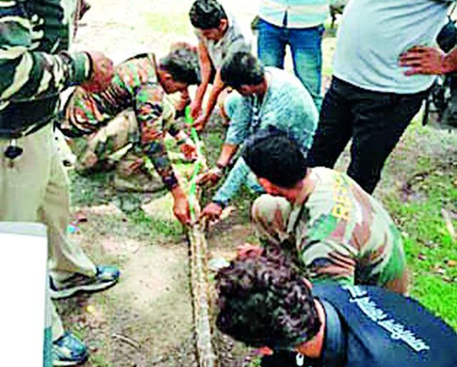 Nine ft dragon, fifteen eggs | नऊ फुटांचा अजगर, पंधरा अंडी Nine ft dragon, fifteen eggs | नऊ फुटांचा अजगर, पंधरा अंडी