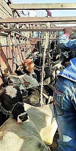 Bhopal-Hyderabad connection via Melghat from Govansh Transport | गोवंश वाहतुकीचे मेळघाटमार्गे भोपाळ-हैदराबाद कनेक्शन