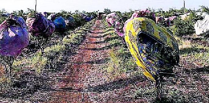 Pomegranate plantations for sunburn in the sun | उन्हात फुलोराच्या जतनासाठी डाळिंबाच्या झाडाचे गाठोडे