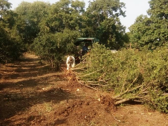 Dalibgan Bagh is dead, due to its diseases | डाळीबं बागांवर मर ,तेल्या रोग Dalibgan Bagh is dead, due to its diseases | डाळीबं बागांवर मर ,तेल्या रोग