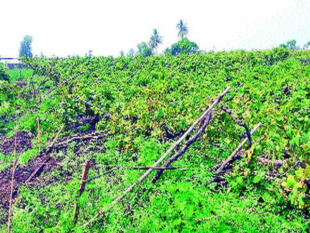 Grapefruit | द्राक्षबागा भुईसपाट