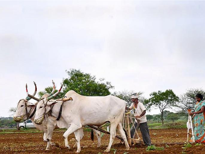 Why do farming agriculture? Drought of the laborers! | शेती करता का शेती ? मजुरांचा दुष्काळ !