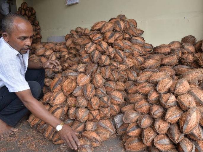 Sales of more than one lakh coconut in Kolhapur | कोल्हापूरकरांत सव्वा लाखाहून अधिक नारळांची विक्री Sales of more than one lakh coconut in Kolhapur | कोल्हापूरकरांत सव्वा लाखाहून अधिक नारळांची विक्री