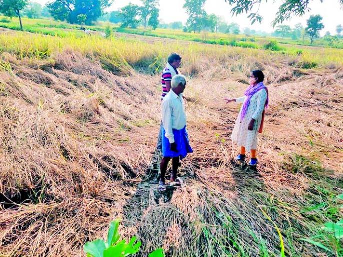 The torrential rains hit the paddy crop and the vegetables recovered | तुडतुडा, अतिवृष्टीने धानपिकाला मारले तर भाजीपाल्याने सावरले The torrential rains hit the paddy crop and the vegetables recovered | तुडतुडा, अतिवृष्टीने धानपिकाला मारले तर भाजीपाल्याने सावरले
