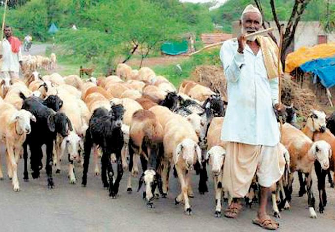 Neglected forest officials for shepherds | मेंढपाळांना वनक्षेत्राधिकाºयांचा नाहक जाच
