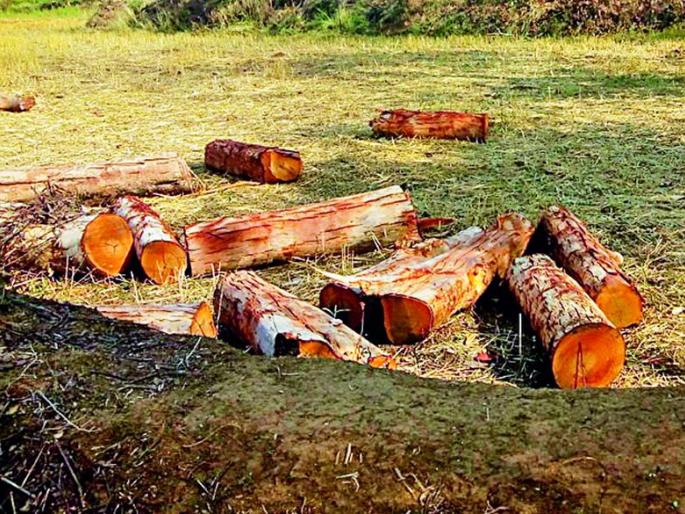 Illegal slaughter of trees in government land | शासकीय जागेवरील वृक्षांची अवैध कत्तल Illegal slaughter of trees in government land | शासकीय जागेवरील वृक्षांची अवैध कत्तल