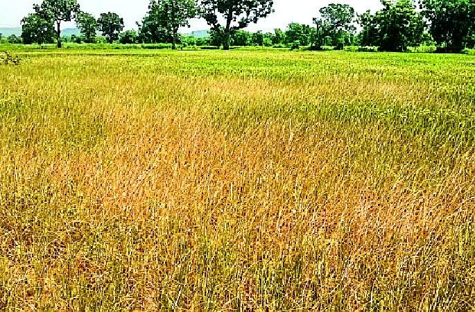 Water, agriculture, however, is thirsty in the project | प्रकल्पात पाणी, शेती मात्र तहानलेली Water, agriculture, however, is thirsty in the project | प्रकल्पात पाणी, शेती मात्र तहानलेली