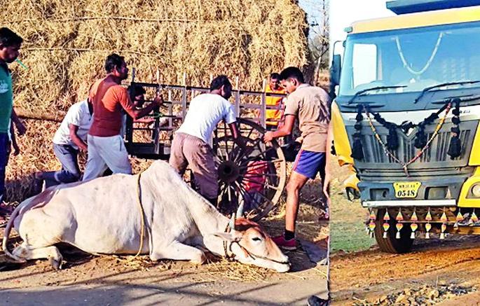 Sandeep Tipper's Ballybandi hit | रेतीच्या टिप्परची बैलबंडीला धडक Sandeep Tipper's Ballybandi hit | रेतीच्या टिप्परची बैलबंडीला धडक