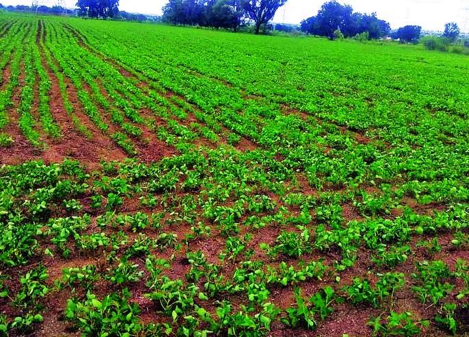 Buldana district is top in sowing kharif in the state | खरीप पेरणीत राज्यात बुलडाणा जिल्हा अग्रस्थानी Buldana district is top in sowing kharif in the state | खरीप पेरणीत राज्यात बुलडाणा जिल्हा अग्रस्थानी
