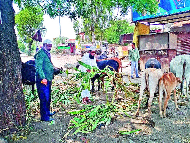 Fodder system for animals | जनावरांसाठी चारापाण्याची व्यवस्था Fodder system for animals | जनावरांसाठी चारापाण्याची व्यवस्था