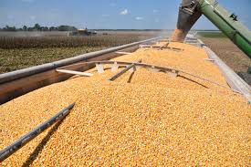 The maize shopping center in Kanashi closed within a day | एका दिवसातच बंद पडले कनाशीतील मका खरेदी केंद्र