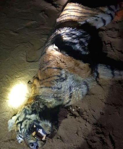 Due to old age, 'that' tigress died in Chandrapur district | चंद्रपूर जिल्ह्यातील ‘ त्या’ वाघिणीचा मृत्यू वृध्दावस्थेमुळे