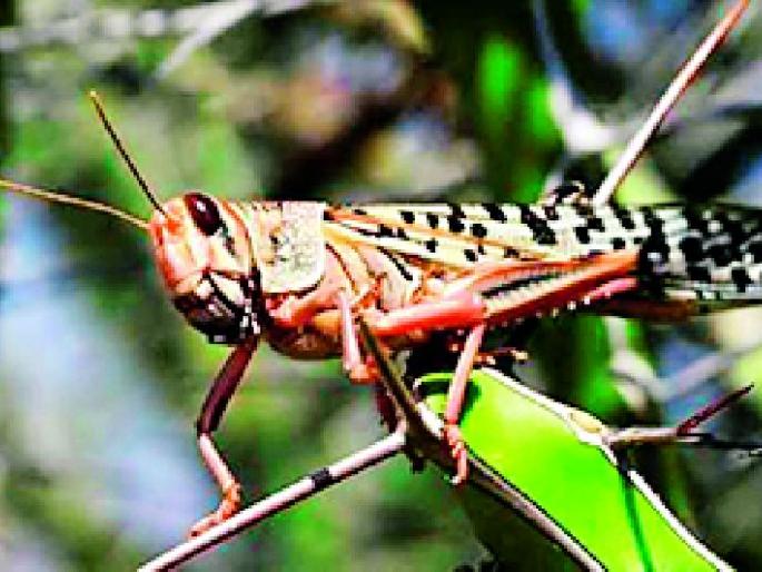 Fear of locust raids entering the district after Morshi, Arvi | मोर्शी, आर्वीनंतर टोळ धाड जिल्ह्यात दाखल होण्याची भीती