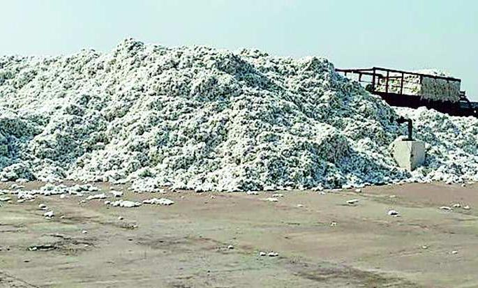 CCI procured 647 quintals of cotton on the first day | पहिल्या दिवशी सीसीआयची ६४७ क्विंटल कापसाची खरेदी CCI procured 647 quintals of cotton on the first day | पहिल्या दिवशी सीसीआयची ६४७ क्विंटल कापसाची खरेदी