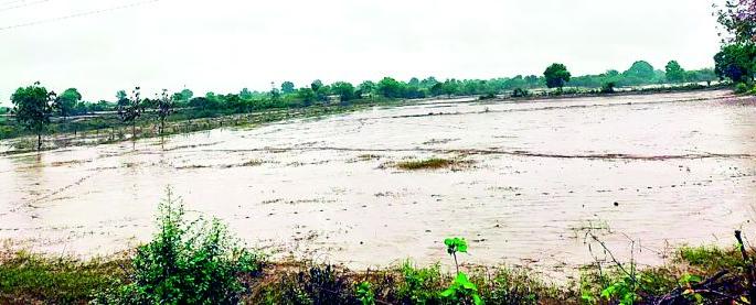 The green fodder was destroyed in the flood, the dry fodder is over! | हिरवा चारा पुरात झाला नष्ट, कोरडा चारा केव्हाच संपला ! The green fodder was destroyed in the flood, the dry fodder is over! | हिरवा चारा पुरात झाला नष्ट, कोरडा चारा केव्हाच संपला !