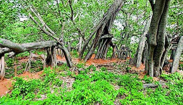 Prepare a district map of herbal remedies | वनऔषधी उपलब्धतेचा जिल्हा नकाशा तयार Prepare a district map of herbal remedies | वनऔषधी उपलब्धतेचा जिल्हा नकाशा तयार