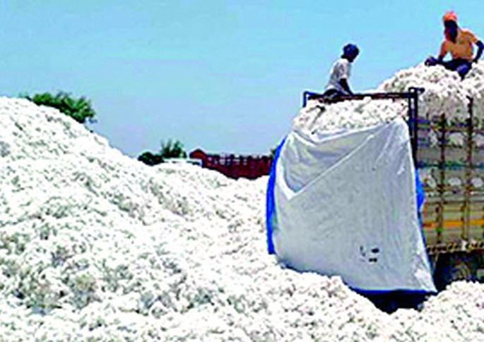 For the first time in the district, cotton crossed eleven thousand | जिल्ह्यात पहिल्यांदाच कापूस अकरा हजार पार