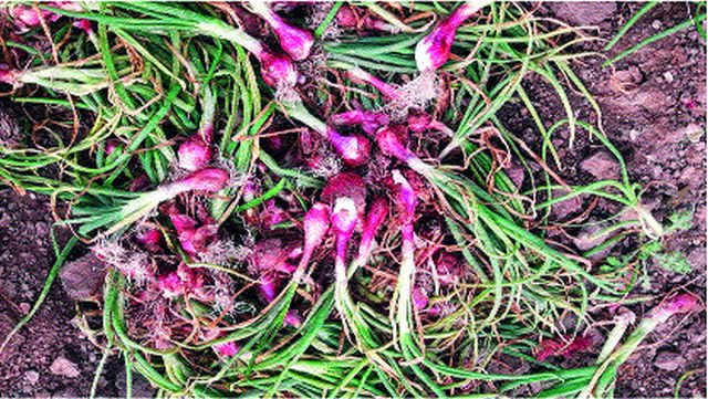 Spray weed on onion crop | कांदा पिकावर तणनाशक फवारणी