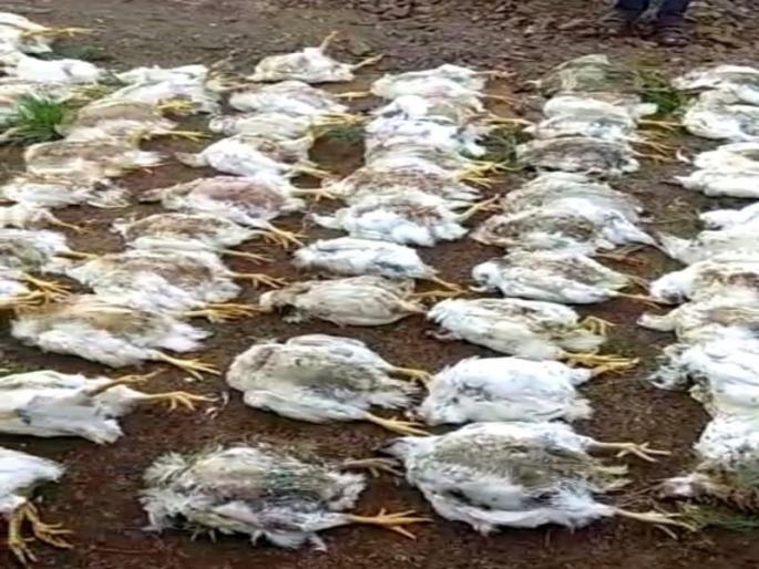 3 chickens killed in fear | भीतीने ३८० कोंबड्यांचा मृत्यू  3 chickens killed in fear | भीतीने ३८० कोंबड्यांचा मृत्यू