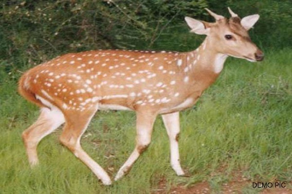 The fossil death of an unknown vehicle near Wavi | वावीजवळ अज्ञात वाहनाच्या धडकेत हरणाचा मृत्यू  The fossil death of an unknown vehicle near Wavi | वावीजवळ अज्ञात वाहनाच्या धडकेत हरणाचा मृत्यू