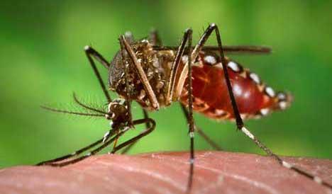 Rajapur finds dengue patient | राजापूरला आढळला डेंग्यूचा रुग्ण