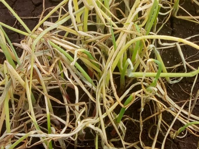 Losses of crops due to rainfall in Deshmane area | देशमाने परिसरात पावसाने पिकांचे नुकसान Losses of crops due to rainfall in Deshmane area | देशमाने परिसरात पावसाने पिकांचे नुकसान