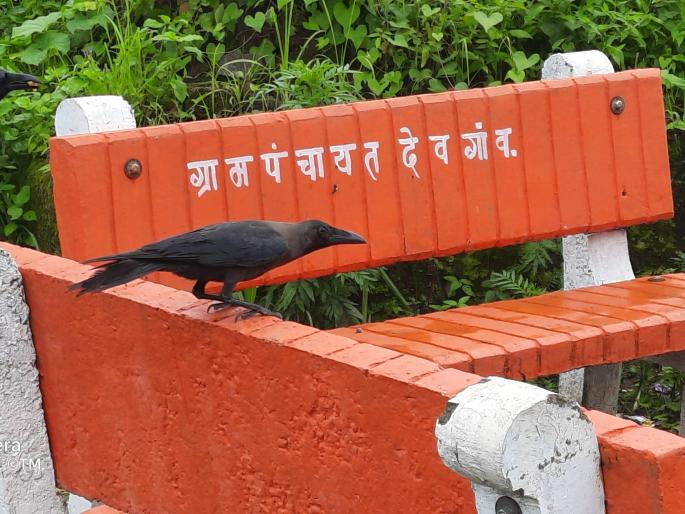 Apparent lack of Kakasparsha in Pitrupandharwad ...! | पितृपंधरवड्यात काकस्पर्शाची भासतेय उणीव...! Apparent lack of Kakasparsha in Pitrupandharwad ...! | पितृपंधरवड्यात काकस्पर्शाची भासतेय उणीव...!