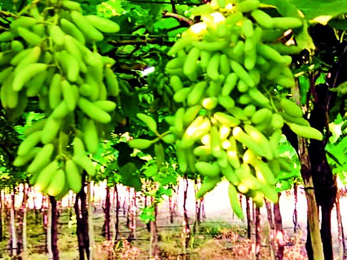 The grapes of the time were ripe, | अवकाळीचा द्राक्षांना फटका, बागायतदारांत चिंतेचे वातावरण The grapes of the time were ripe, | अवकाळीचा द्राक्षांना फटका, बागायतदारांत चिंतेचे वातावरण
