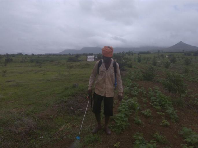 Spawning the life of the weedicide! | जीव धोक्यात घालून तणनाशकाची फवारणी !
