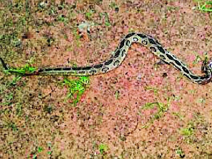 The survivors of the survivors of the dog survived by the dog himself | कुत्र्याने स्वत:चा जीव देऊन वाचविले जवानांचे प्राण