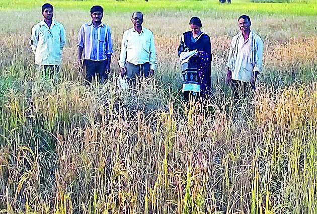 Survey by the Patient System in the Armory area | आरमोरी परिसरातील रोगग्रस्त धानाचा यंत्रणेकडून सर्वे