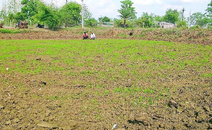 Due to lack of rains, only half of the paddy crop was grown | पावसाअभावी धान पिकाचे पऱ्हे अर्धेच उगवले Due to lack of rains, only half of the paddy crop was grown | पावसाअभावी धान पिकाचे पऱ्हे अर्धेच उगवले