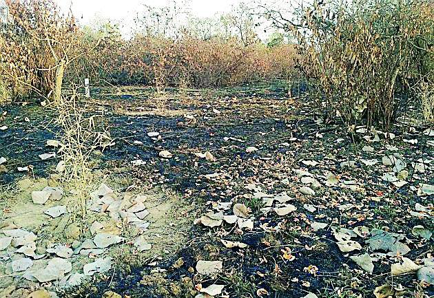 Fire burns in the fire | आगीत रोपवन जळून नष्ट Fire burns in the fire | आगीत रोपवन जळून नष्ट