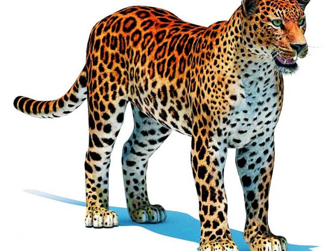 Leopards run to the villages for fear of tigers in the forest | जंगलातील वाघांच्या भीतीने बिबट्यांची गावांकडे धाव Leopards run to the villages for fear of tigers in the forest | जंगलातील वाघांच्या भीतीने बिबट्यांची गावांकडे धाव