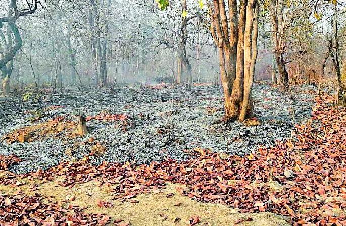 Blaze the forest in Barsevada | बारसेवाडा जंगलात भडकला वणवा Blaze the forest in Barsevada | बारसेवाडा जंगलात भडकला वणवा