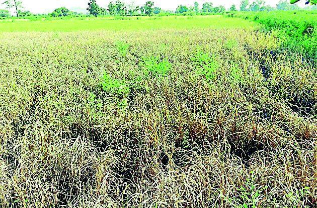 Waiting for the farmers 34.55 crores | शेतकऱ्यांना ३४.५५ कोटी मदतीची प्रतीक्षा Waiting for the farmers 34.55 crores | शेतकऱ्यांना ३४.५५ कोटी मदतीची प्रतीक्षा