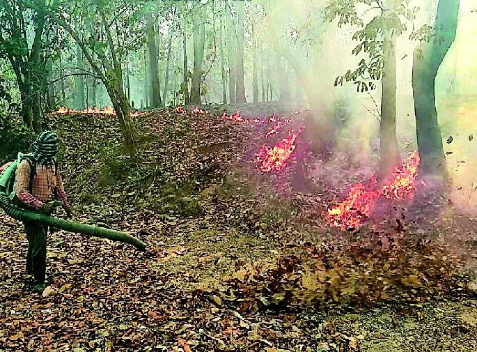 The forest of the forest firefighters | ठिकठिकाणचे जंगल आगीच्या भक्ष्यस्थानी The forest of the forest firefighters | ठिकठिकाणचे जंगल आगीच्या भक्ष्यस्थानी