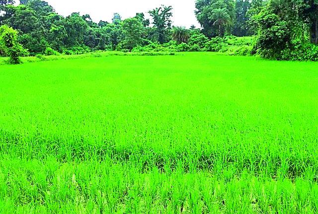 88% of annual rainfall | वार्षिक सरासरीच्या ८८ टक्के पाऊस