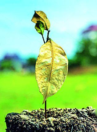 10 percent of trees grow | १० टक्के वृक्ष करपले 10 percent of trees grow | १० टक्के वृक्ष करपले