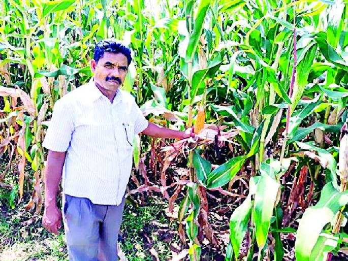 Farmers are capable of corn farming | मक्याच्या शेतीतून शेतकरी होतोय सक्षम Farmers are capable of corn farming | मक्याच्या शेतीतून शेतकरी होतोय सक्षम