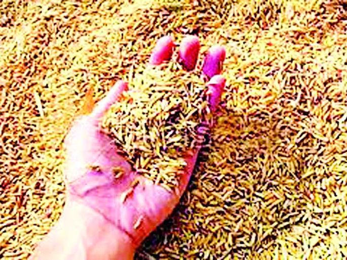 Broogas seed market in Kharpa's mouth | खरीपाच्या तोंडावर बोगस बियाणे बाजारपेठेत Broogas seed market in Kharpa's mouth | खरीपाच्या तोंडावर बोगस बियाणे बाजारपेठेत