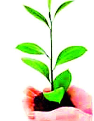 Plot before the Gram Panchayat for the purpose of tree plantation | वृक्षारोपणाच्या उद्दिष्टाने ग्रामपंचायतीसमोर पेच Plot before the Gram Panchayat for the purpose of tree plantation | वृक्षारोपणाच्या उद्दिष्टाने ग्रामपंचायतीसमोर पेच