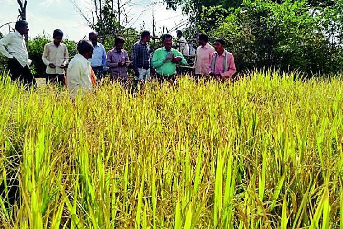 Due to lack of food, the crisis on farmers | धान न निसवल्याने शेतकऱ्यांवर संकट Due to lack of food, the crisis on farmers | धान न निसवल्याने शेतकऱ्यांवर संकट
