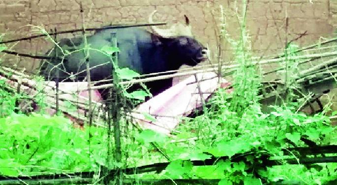 Bison runs amok in village | भरवस्तीत रानगव्याचा धुमाकुळ Bison runs amok in village | भरवस्तीत रानगव्याचा धुमाकुळ