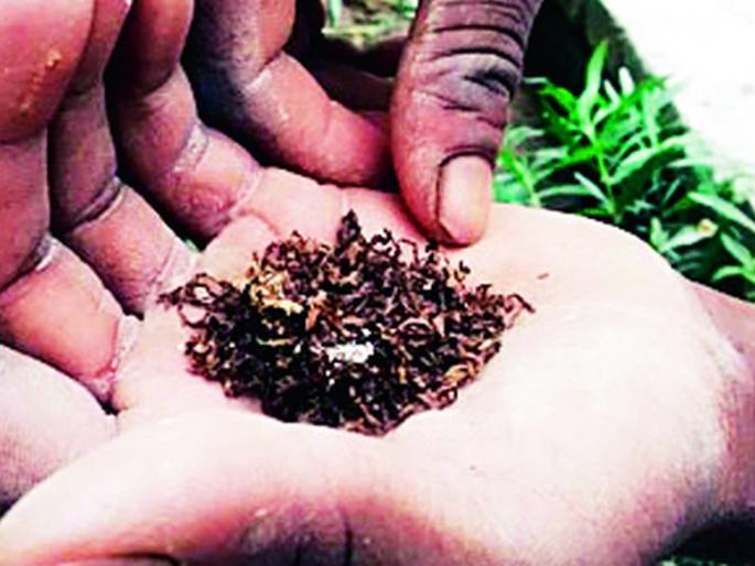 1536 Schools become tobacco free | १५३६ शाळा झाल्या तंबाखू मुक्त