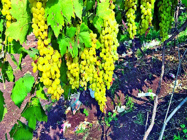 The grass that came with the gloves disappeared | हातातोंडाशी आलेला घास हिरावला